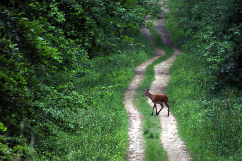 biche